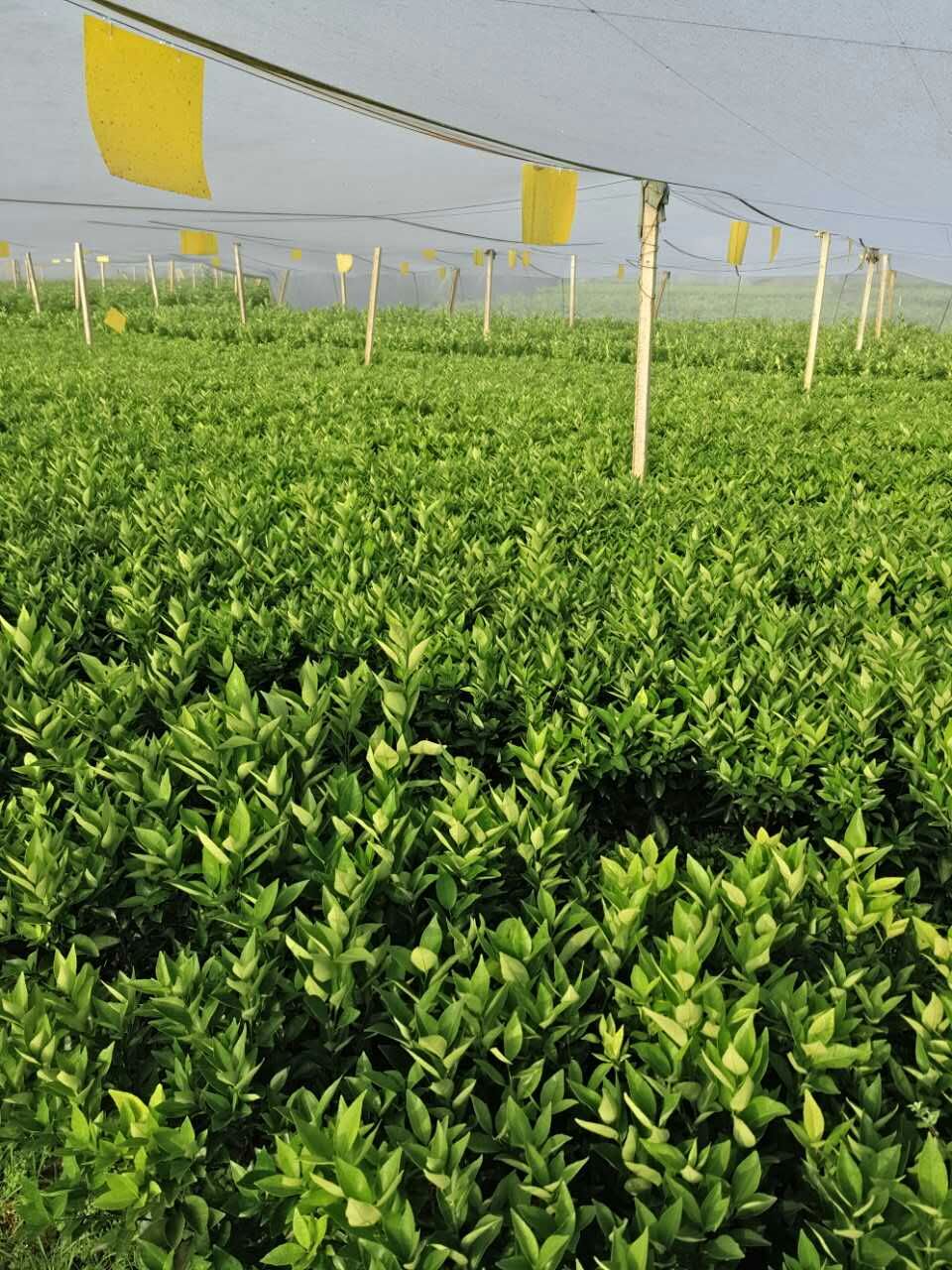 果苗圖片/果苗樣板圖 (4)