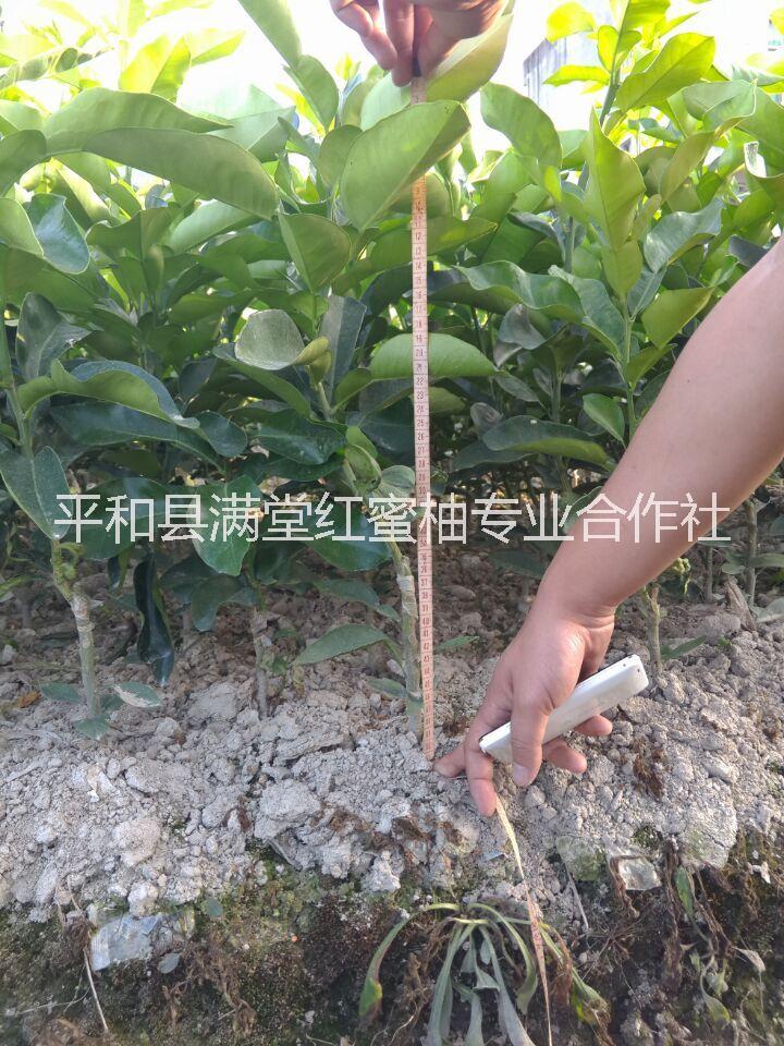 供应红心蜜柚苗红肉蜜柚苗琯溪蜜柚苗_红心柚子苗_红肉柚子苗_红心柚苗价格_琯溪红心柚苗批发图片