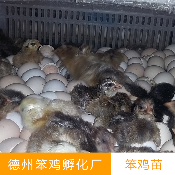 笨雞苗圖片/笨雞苗樣板圖 (4)