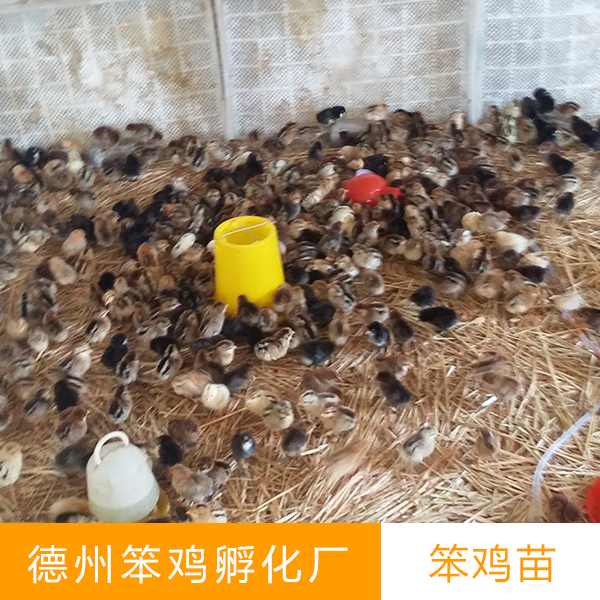 德州笨雞苗圖片