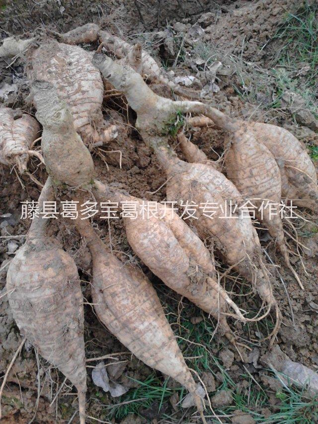 粉葛苗粉葛种苗菜用粉葛苗葛根苗药食两用细叶无渣葛根种苗一年葛根苗图片