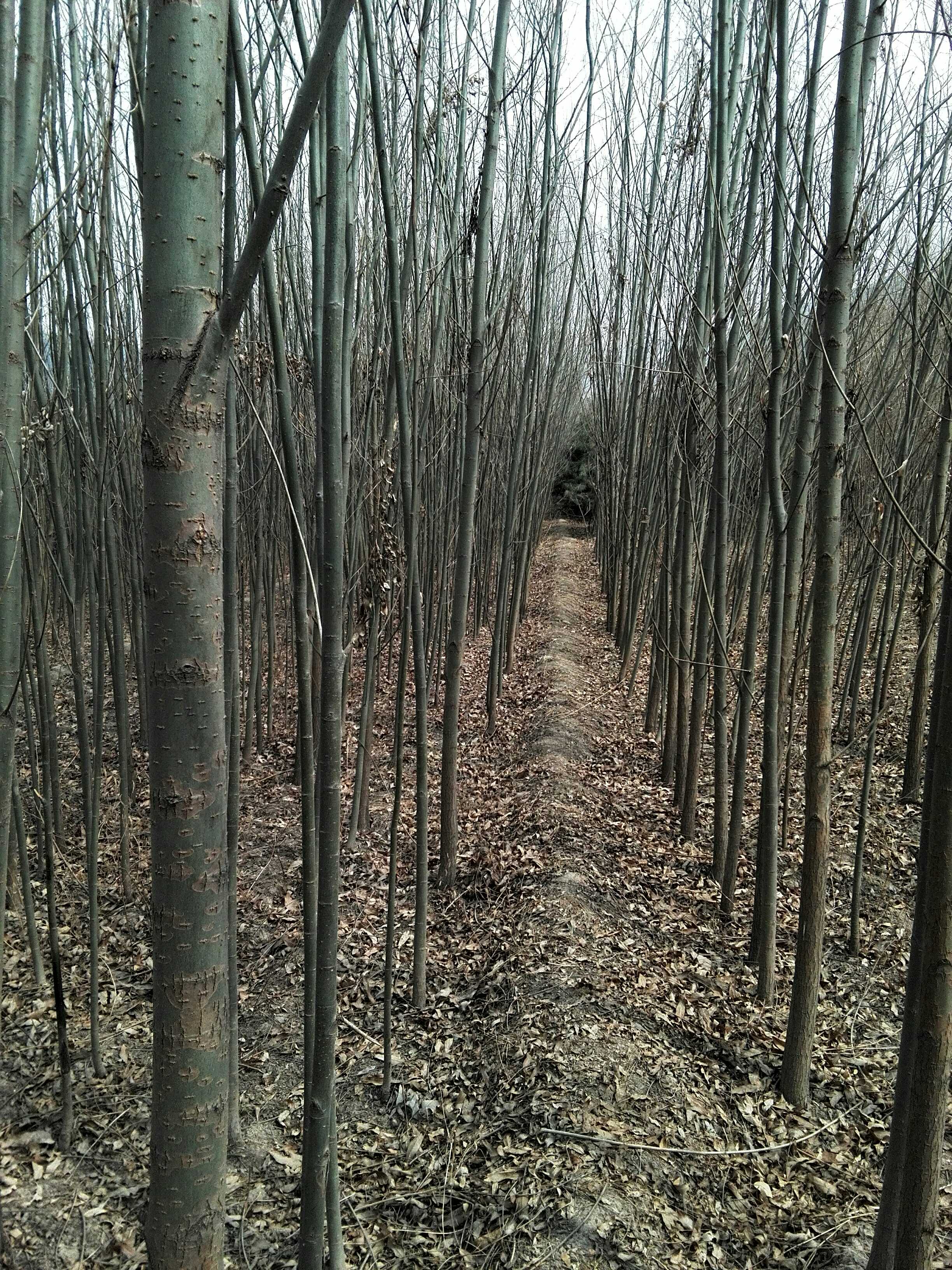 供应用于绿化工程的柳树旱柳速生柳金丝柳垂柳馒头柳绿皮柳竹柳图片