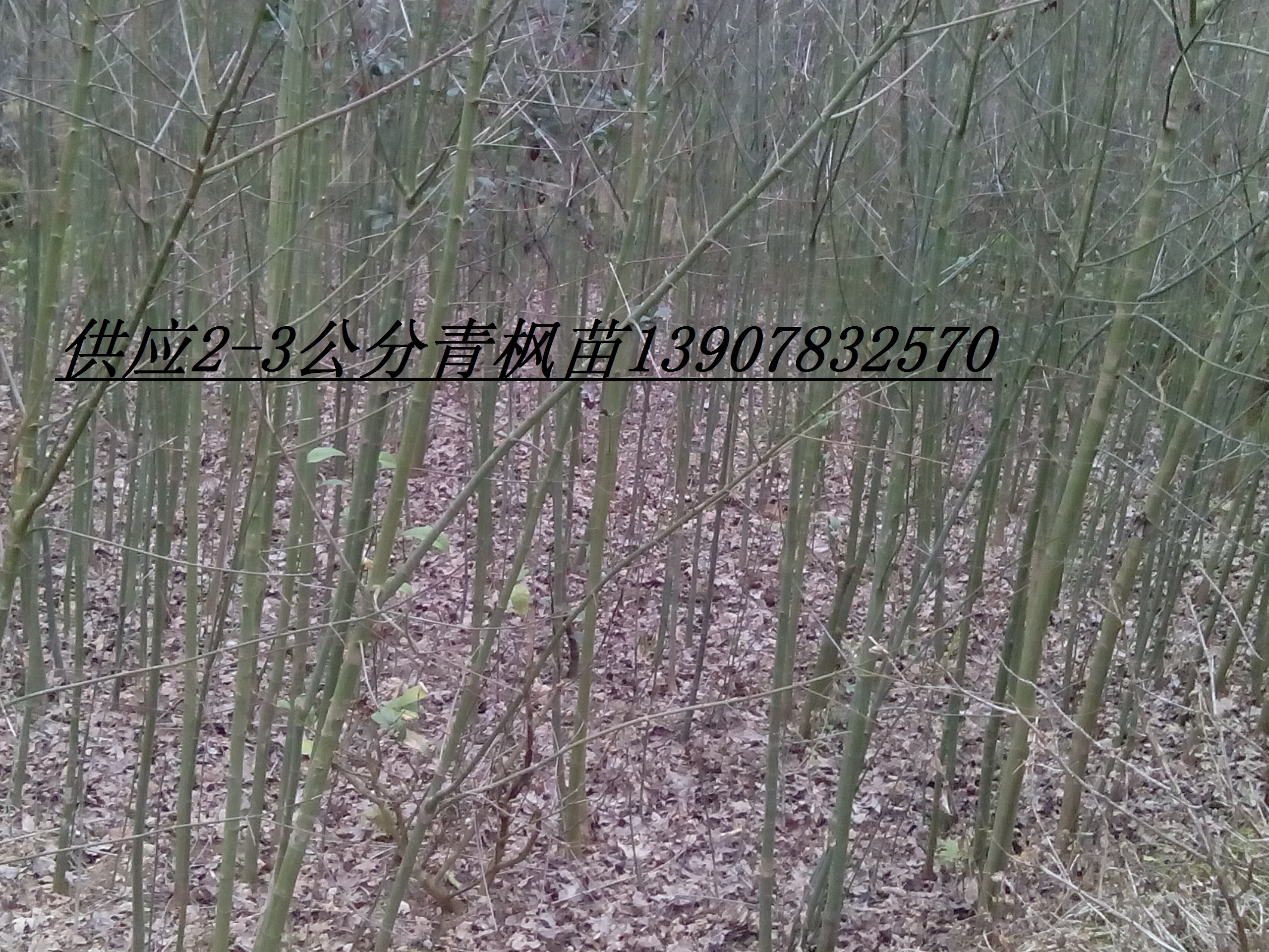 供应用于种植的2公分青枫价格，5公分青枫，4公分青枫图片