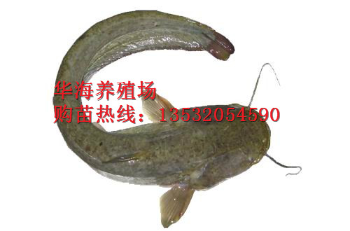 大口鯰魚苗圖片/大口鯰魚苗樣板圖 (3)