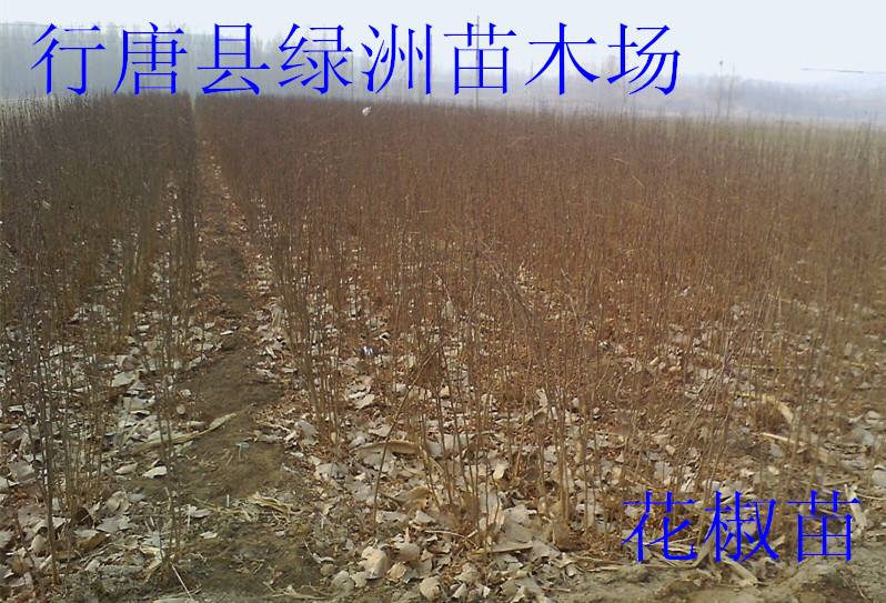 河北省哪里有出售花椒苗的圖片