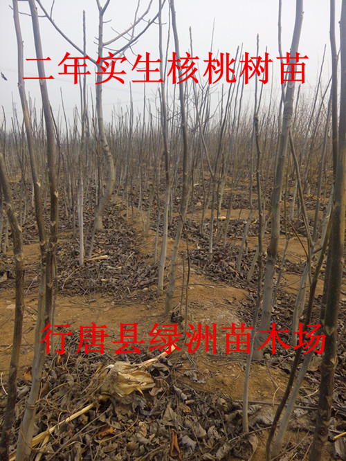 河北省圖片/河北省樣板圖 (2)