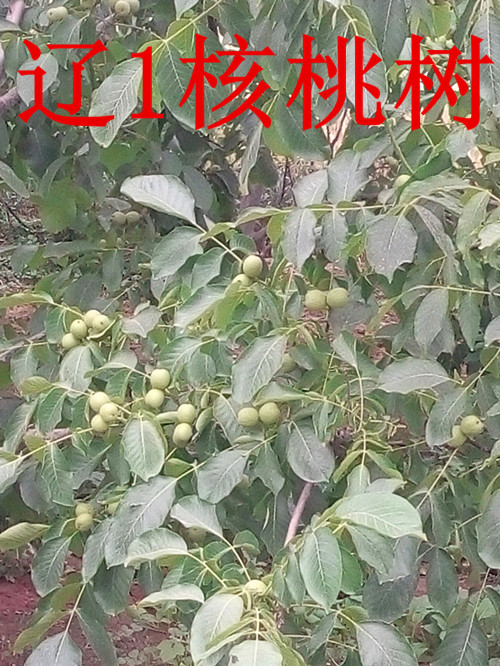 河北省出售核桃苗圖片