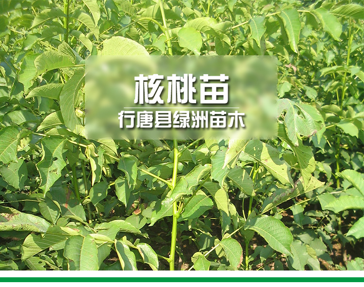 供應(yīng)核桃苗直銷批發(fā) 新品種果樹苗 薄皮嫁接核桃樹苗