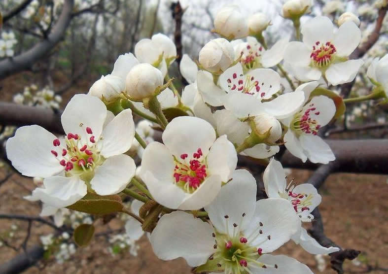 供应用于果树授粉的梨花粉花粉雪梨鸭梨粉图片