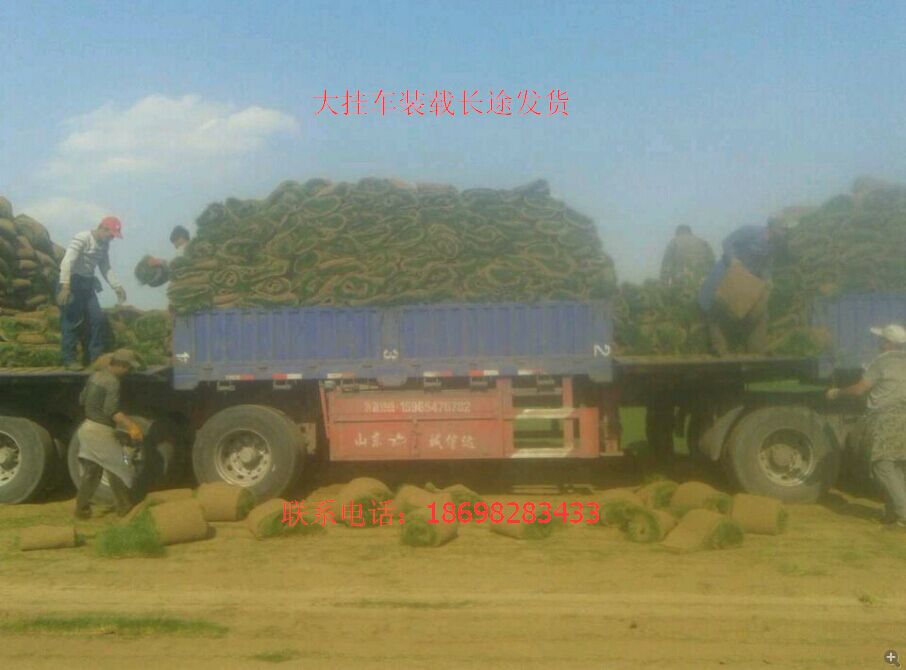 辽宁草坪灌木最全刺玫红瑞木紫丁香连翘小檗水蜡球金叶榆球辽宁草坪报价图片