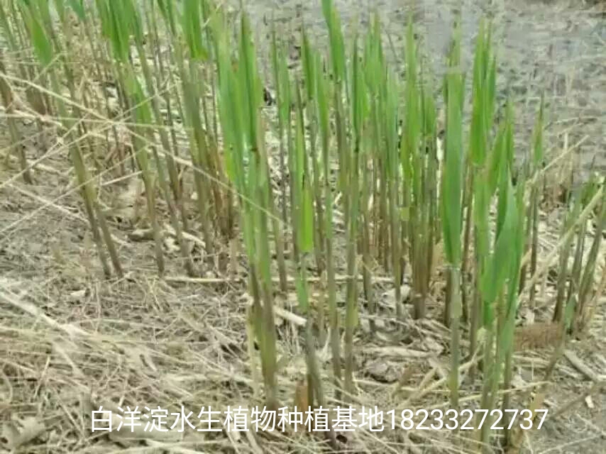 供应用于园林绿化的芦苇苗，东北芦苇苗，江苏芦苇苗，种植芦苇苗，芦苇种植，芦苇苗批发，批发芦苇苗，芦苇苗哪里有，白洋淀芦苇图片