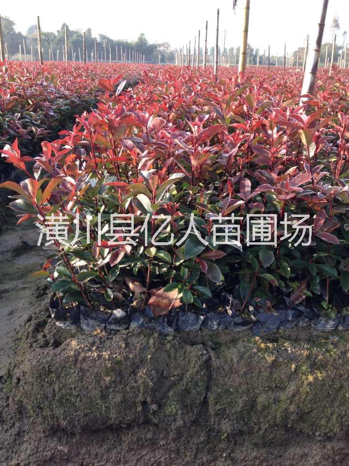 紅葉石楠圖片