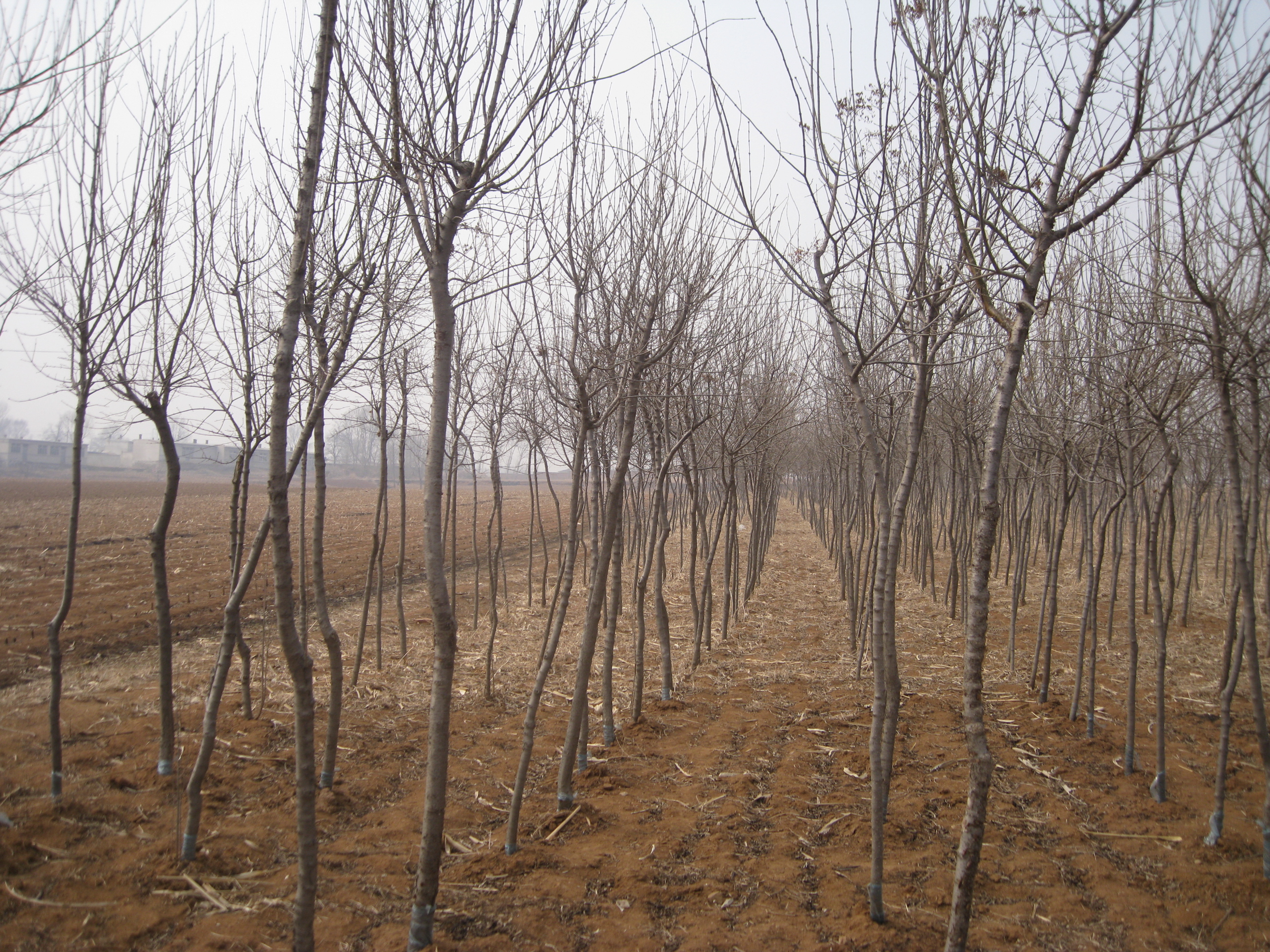 供应园林暴马丁香批发价格 暴马丁香苗木 暴马丁香种植基地图片