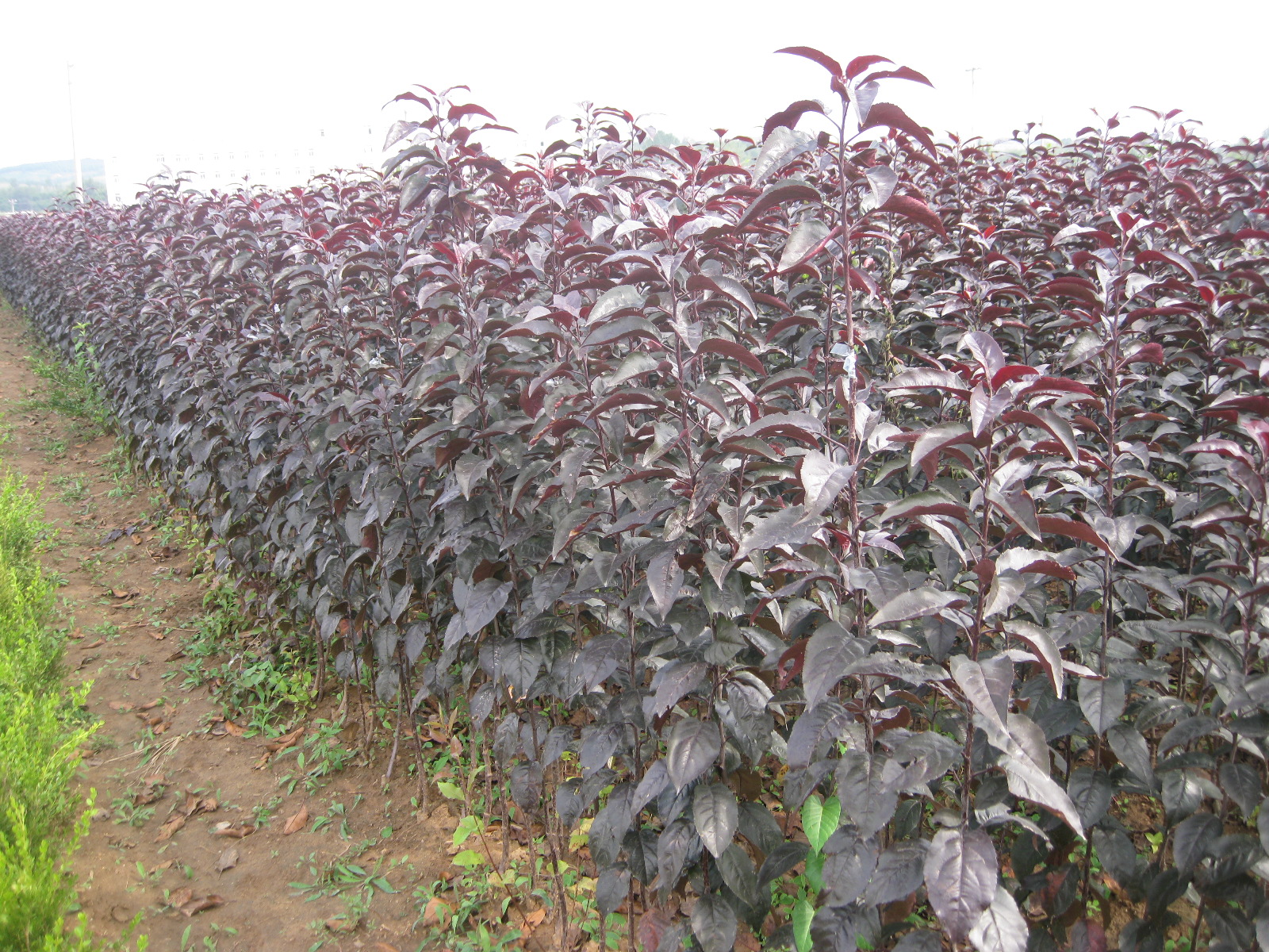 葫芦岛市连山区锦郊茂源苗圃