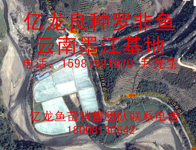 鯽魚苗羅非魚苗魚苗批發(fā)魚苗出售圖片