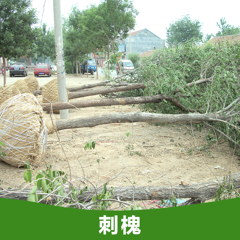 供应刺槐 刺槐树苗 刺槐小苗批发价格 山东苗木基地图片