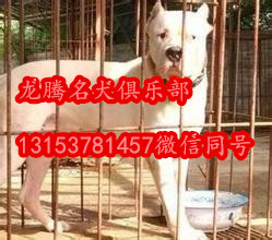 供应比特犬图片