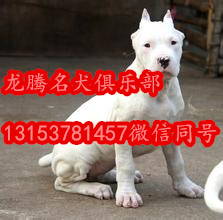 纯种比特犬图片