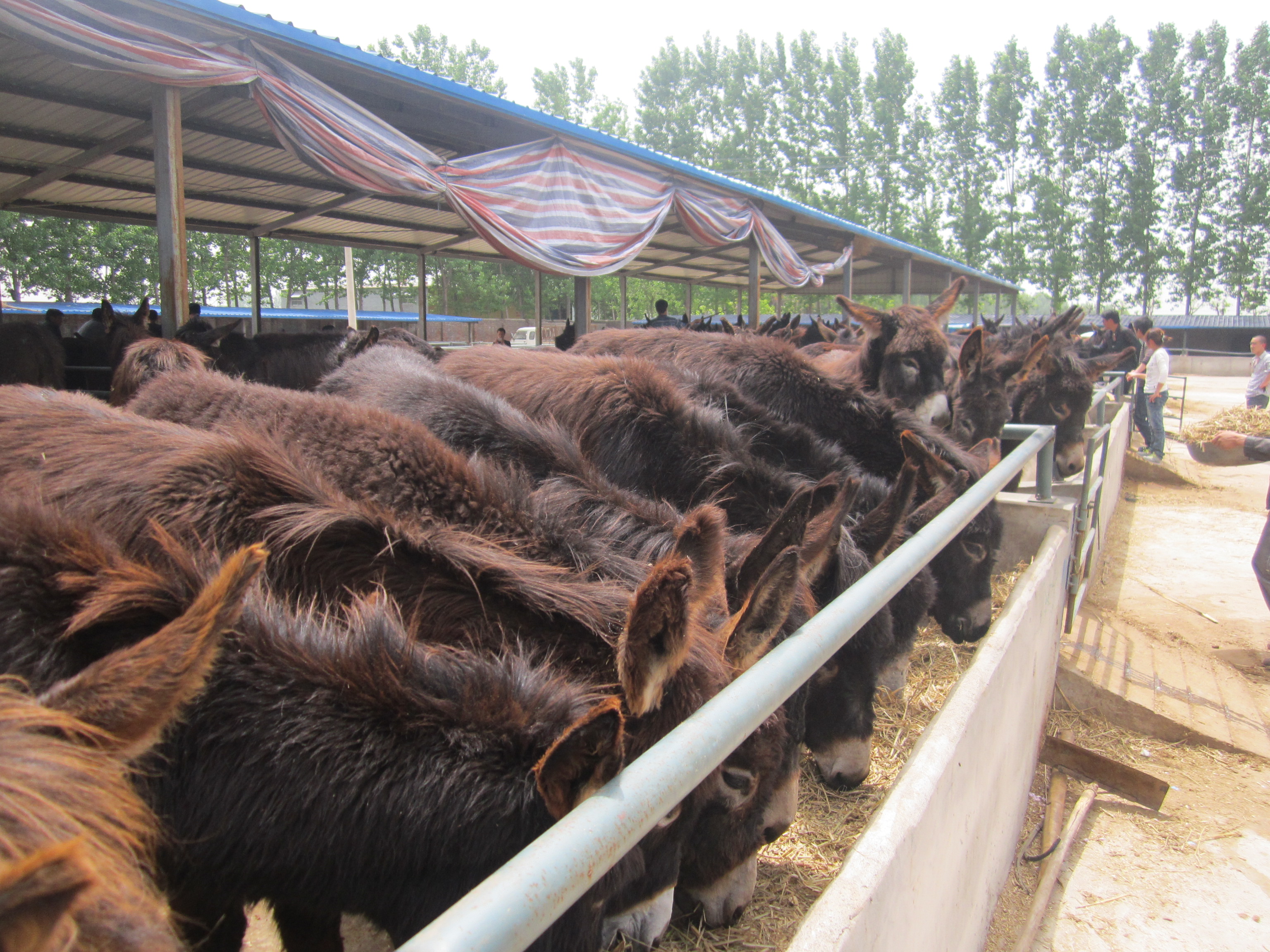 供应德州肉驴苗多少钱一头 2016年养殖肉驴利润 养殖肉驴前景及利润