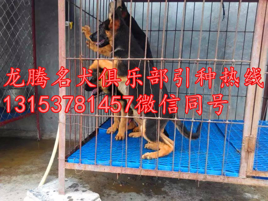 德国牧羊犬幼犬图片