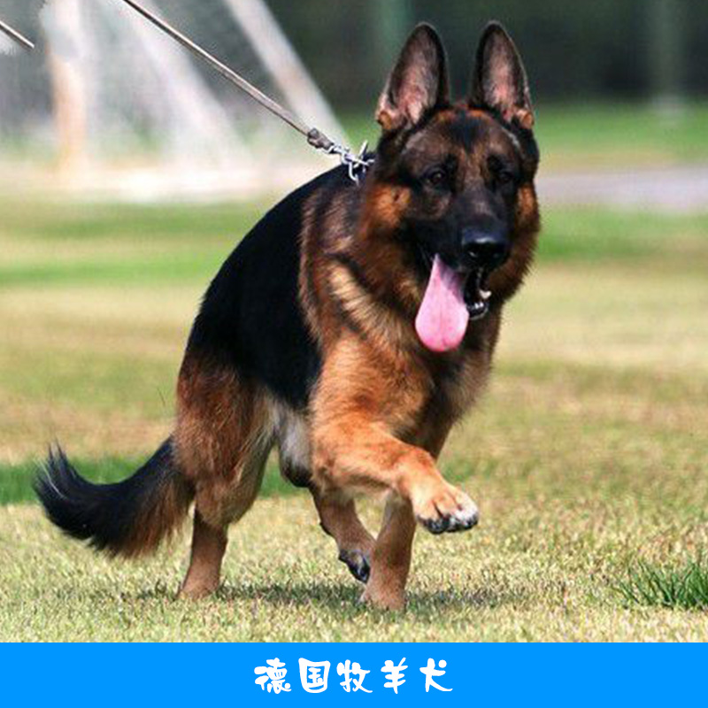 德国牧羊犬图片