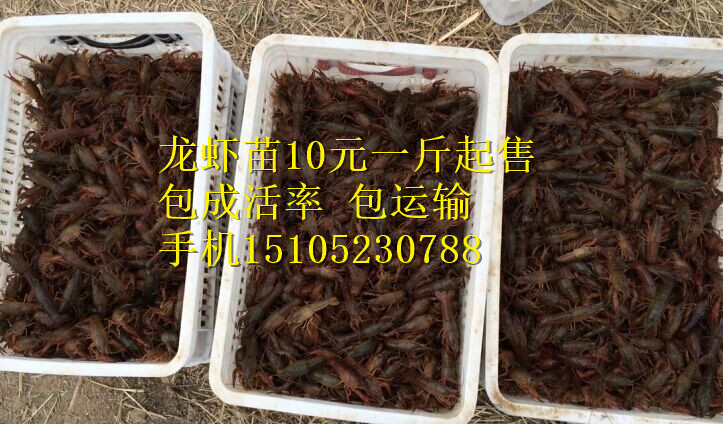 供应用于龙虾苗的德兴淡水小龙虾苗【龙虾苗价格】图片