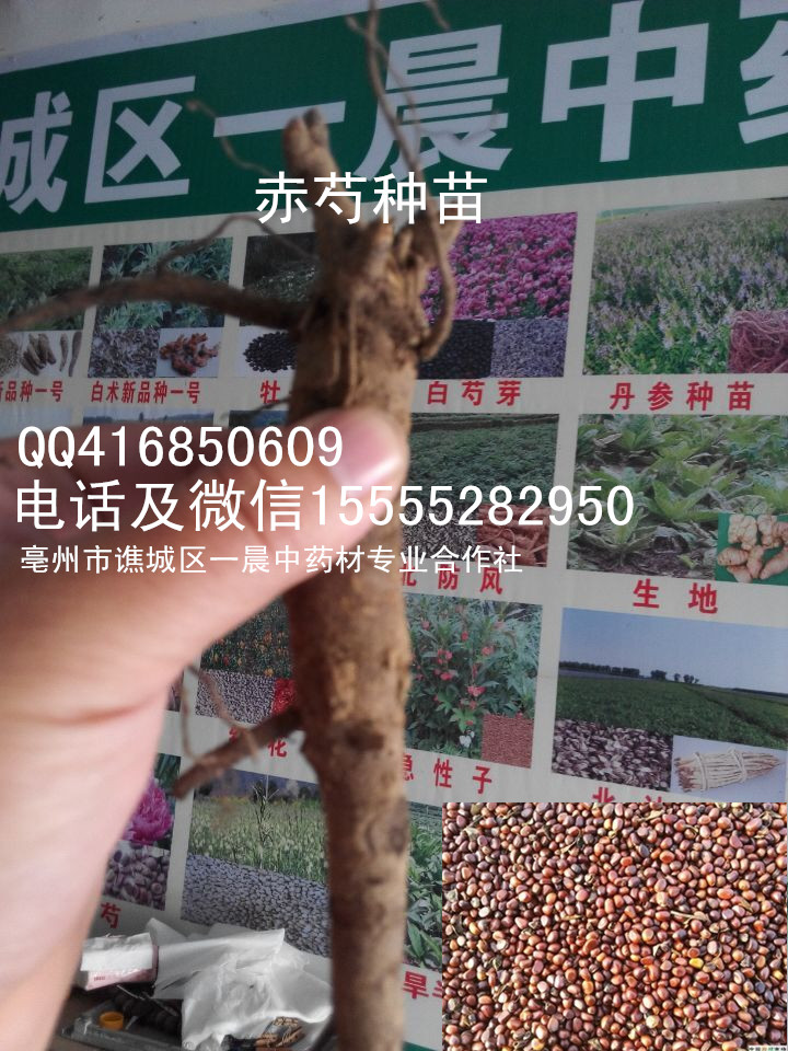 亳州市谯城区一晨中药材种植专业合作社