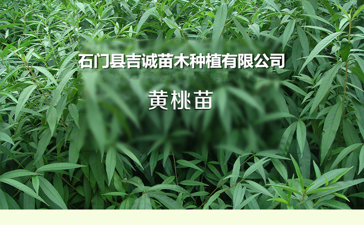 供应用于种植的锦绣黄桃苗 品种纯正 品质优良图片