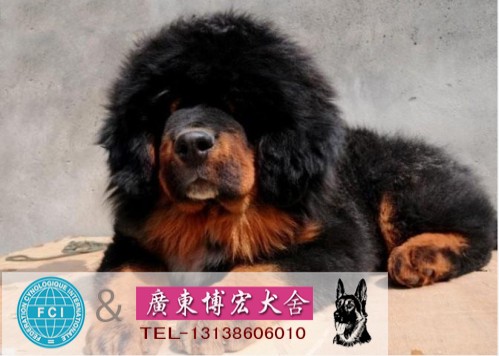 广州哪里有卖藏獒犬广州买藏獒犬多图片