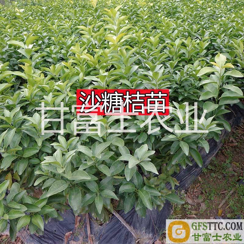 供应用于商品种植的无籽砂糖橘沙糖桔苗广西大量现货图片