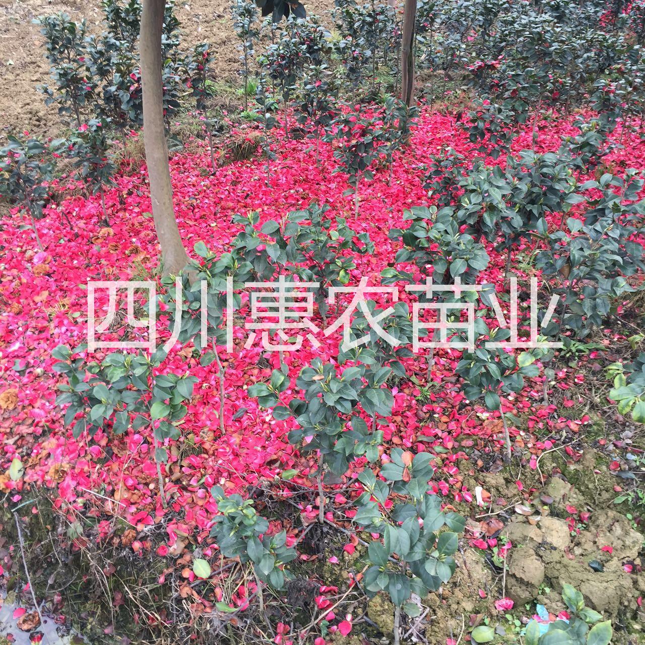 雅安市山茶花苗价格厂家