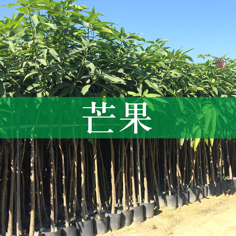 广西芒果苗种植基地供应芒果广西崇左嫁接芒果苗图片