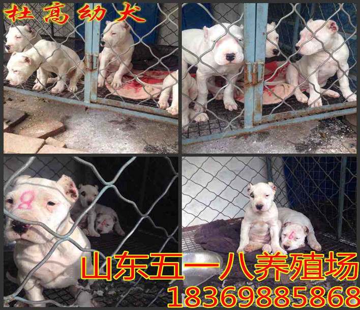 供应杜高犬养殖场