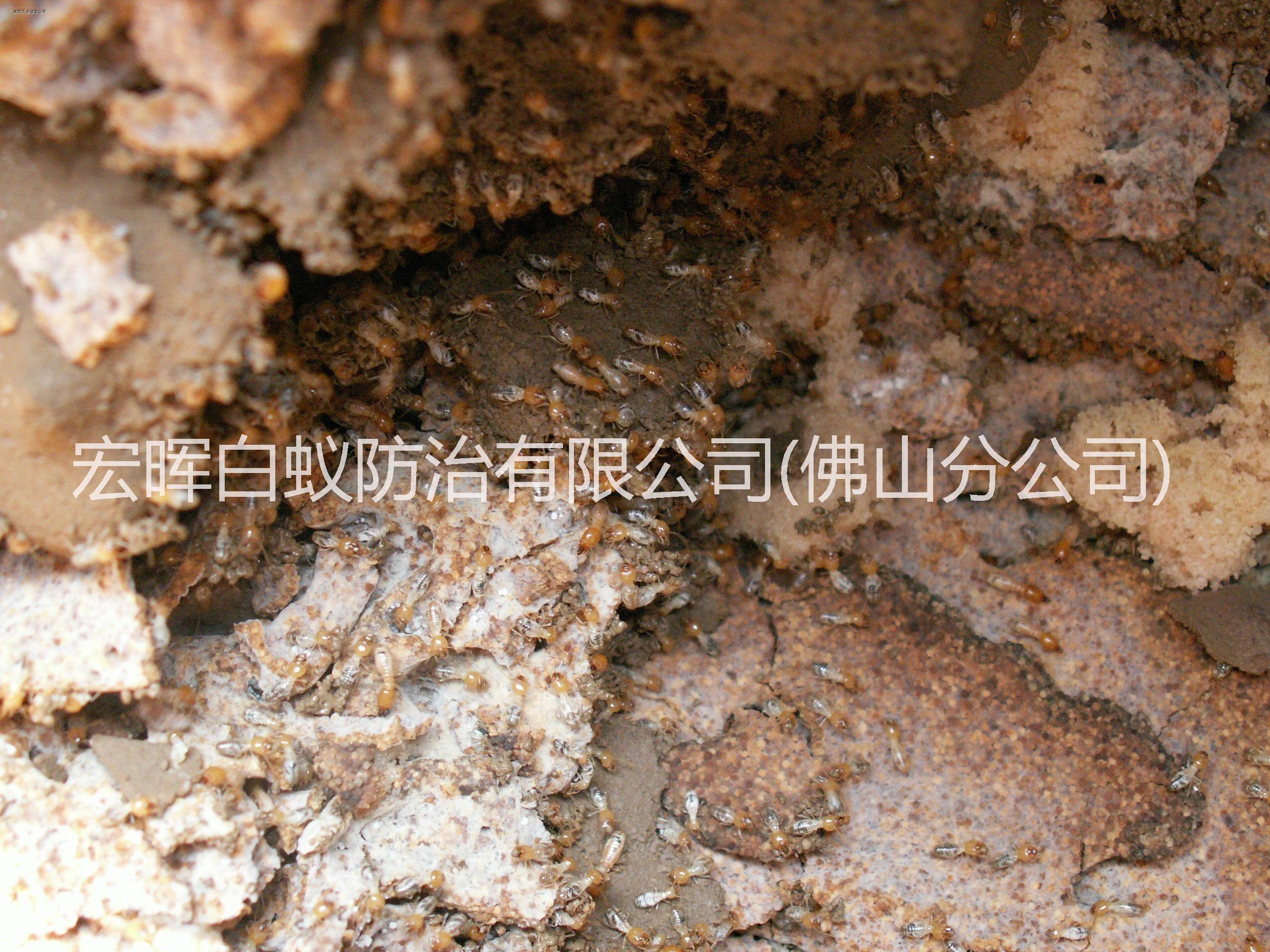 南海區(qū)白蟻防治中心圖片