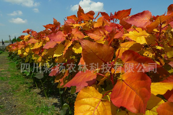 红霞杨、金红杨、彩叶植物、彩叶树、彩叶景观、彩色植物、园林景观设计