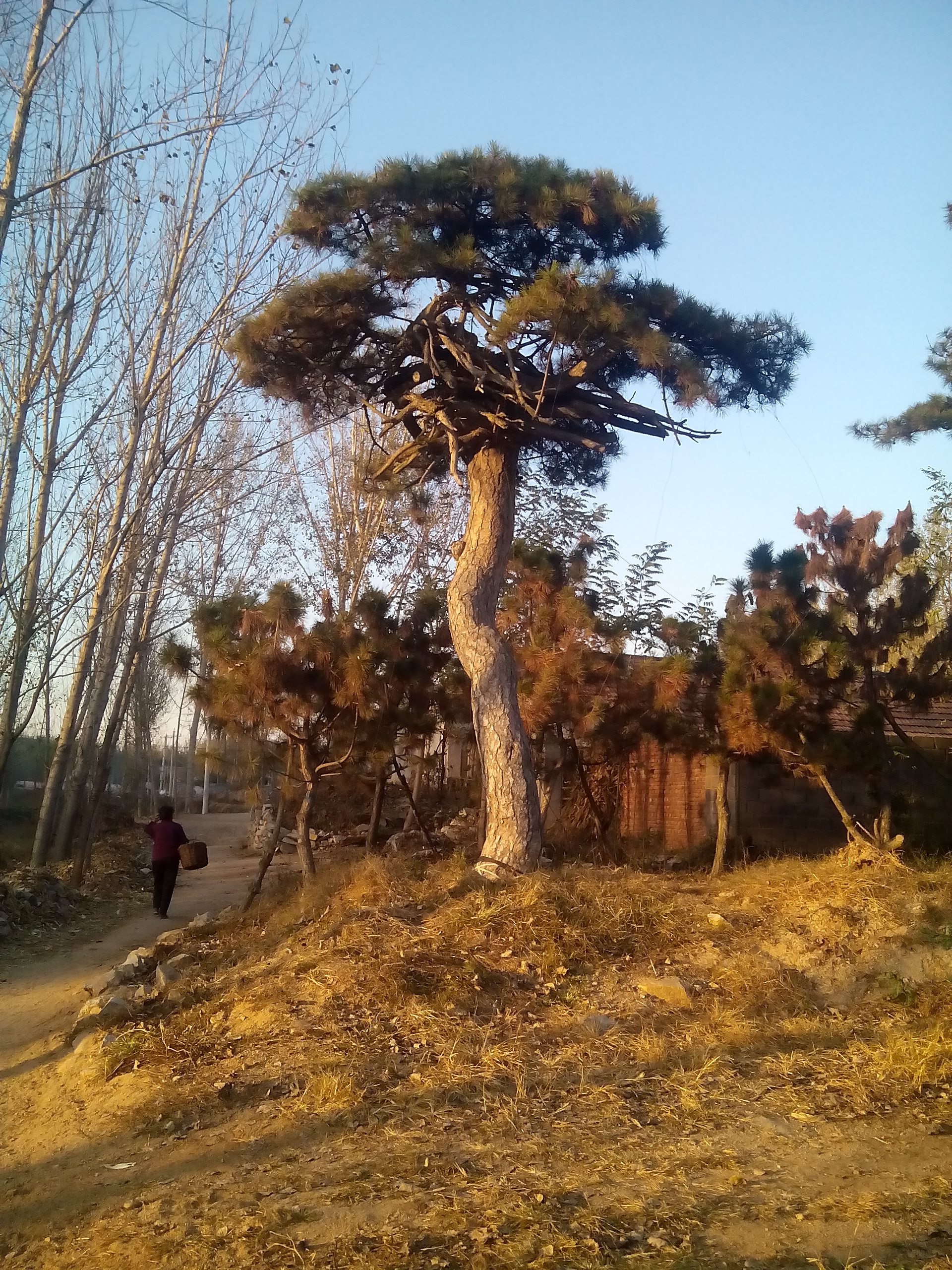 莱芜市造型黑松，造型油松厂家供应造型黑松，造型油松