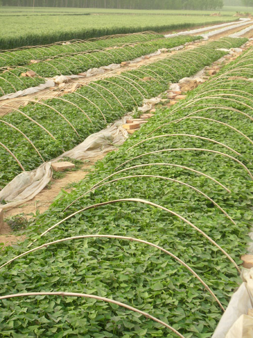 供应红薯苗基地，河南红薯苗，河南红薯苗出售价格图片