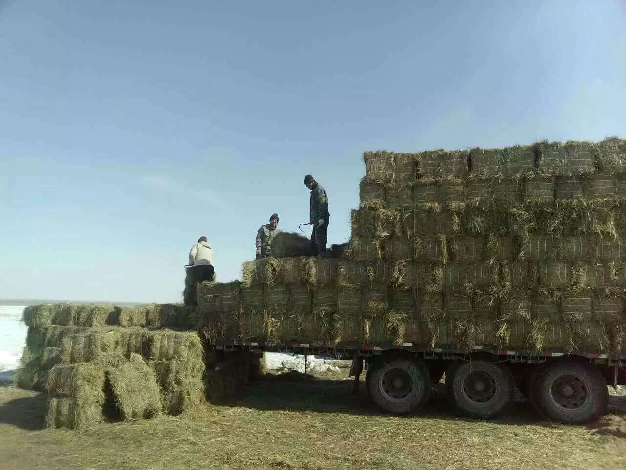 大庆市批发东北优质羊草（碱草）草捆草砖厂家