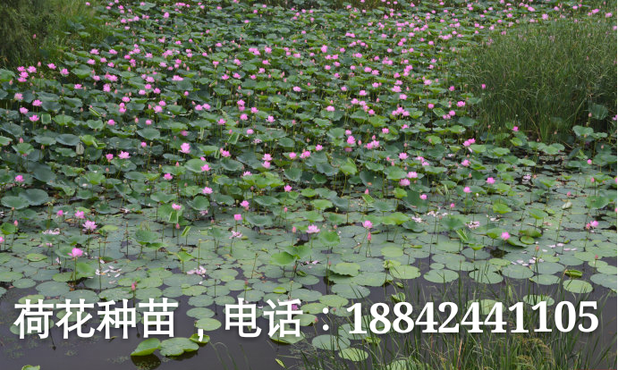 供应辽宁沈阳芦苇苗有限公司，沈阳芦苇苗价格，沈阳芦苇苗图片图片