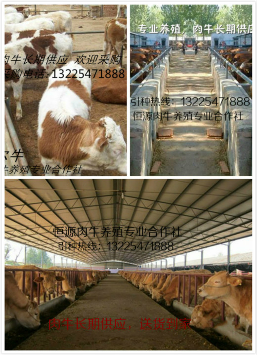 供应用于肉牛养殖的2016年养牛前景如何，肉牛市场图片