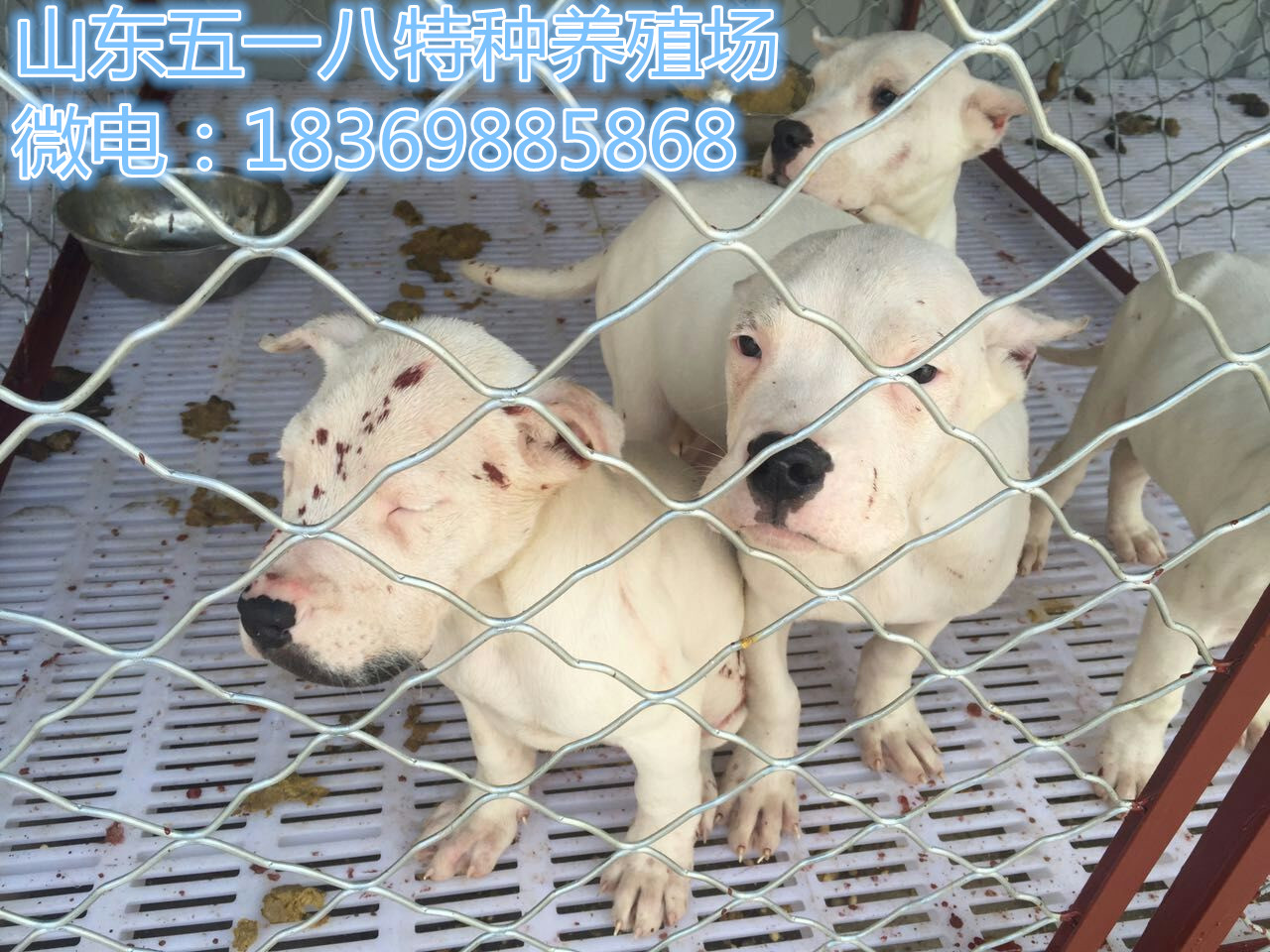 2个月的纯种杜高犬多少钱一只图片