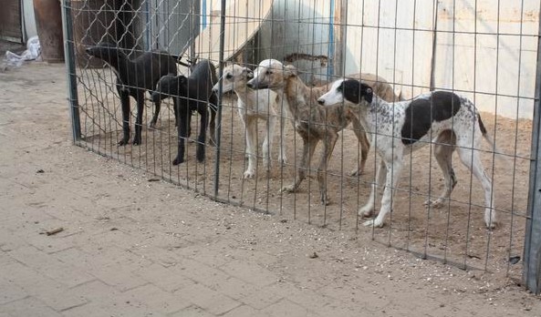 格力犬幼犬 血统格力犬幼犬图片