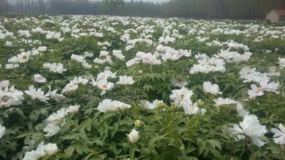 供应用于种植的油用牡丹种苗(1到5年生)大量批图片