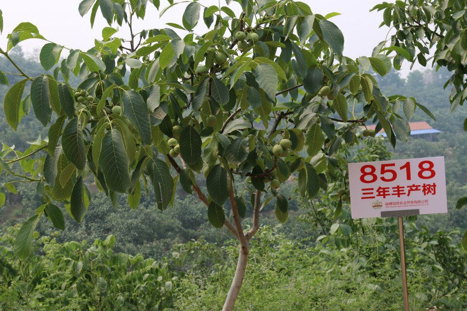 供应8518优质薄壳核桃苗、林下可以养殖，天然无公害图片