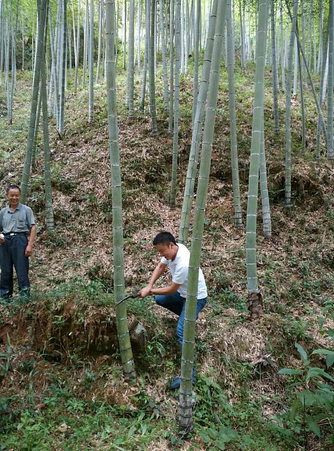 供应福建正宗竹筒酒厂家全国招商加盟52度竹筒酒正宗客家原生态活竹酒 养生竹子酒量大议价图片