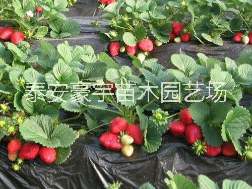 供应用于种植的大量供应草莓苗（丰香、法兰地、红颜、章姬、甜查理、甜宝等）图片