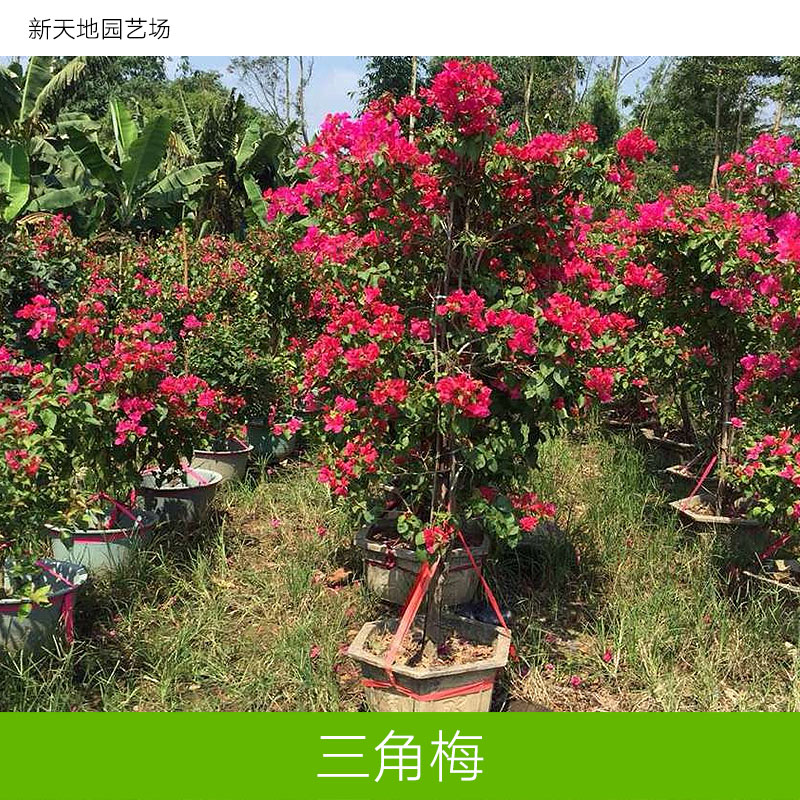 九重葛 三角梅批发 三角梅种植基地 三角梅报价 基地直供 三角梅图片