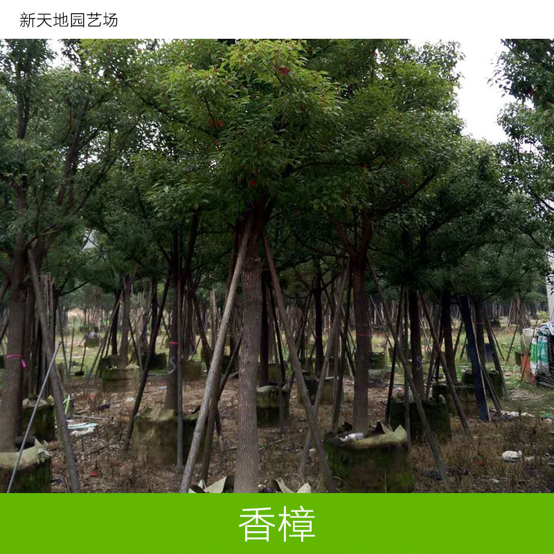樟樹香樟圖片