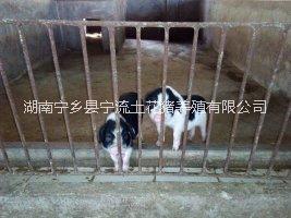 湖南宁乡流沙河土花猪种猪养殖场    宁乡流沙河土花猪养殖场   湖南宁乡猪养殖    宁乡猪种猪图片