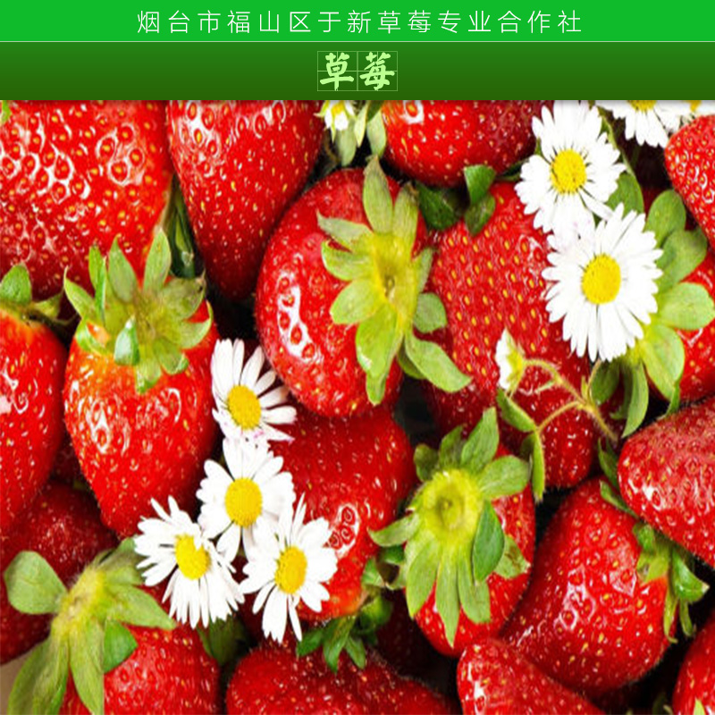 草莓圖片/草莓樣板圖 (2)